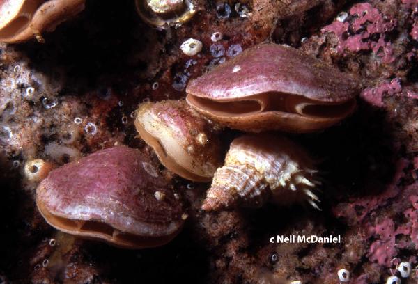 Photo of Terebratalia transversa by <a href="http://www.seastarsofthepacificnorthwest.info/">Neil McDaniel</a>